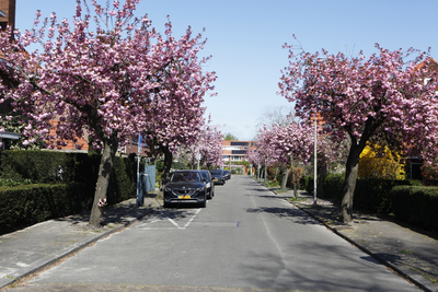 914136 Gezicht in de Dr. P. van Hoeklaan te Utrecht, met bomen in lentebloesem.